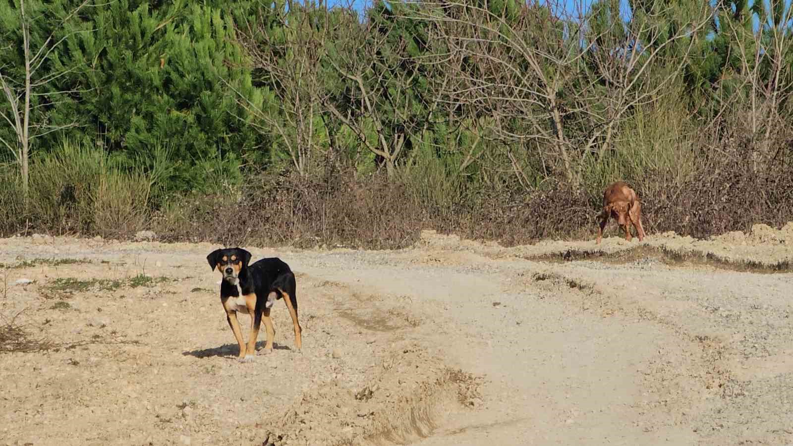 Kastamonu’da dehşet veren olay: 10 köpeği uyuşturup araziye attılar
