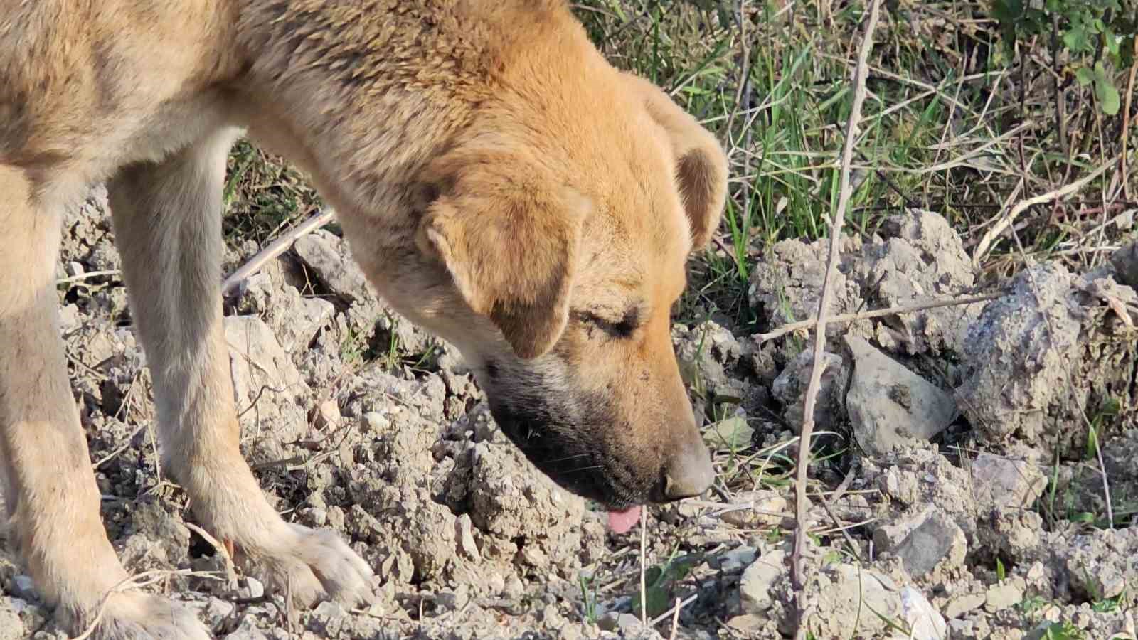 Kastamonu’da dehşet veren olay: 10 köpeği uyuşturup araziye attılar
