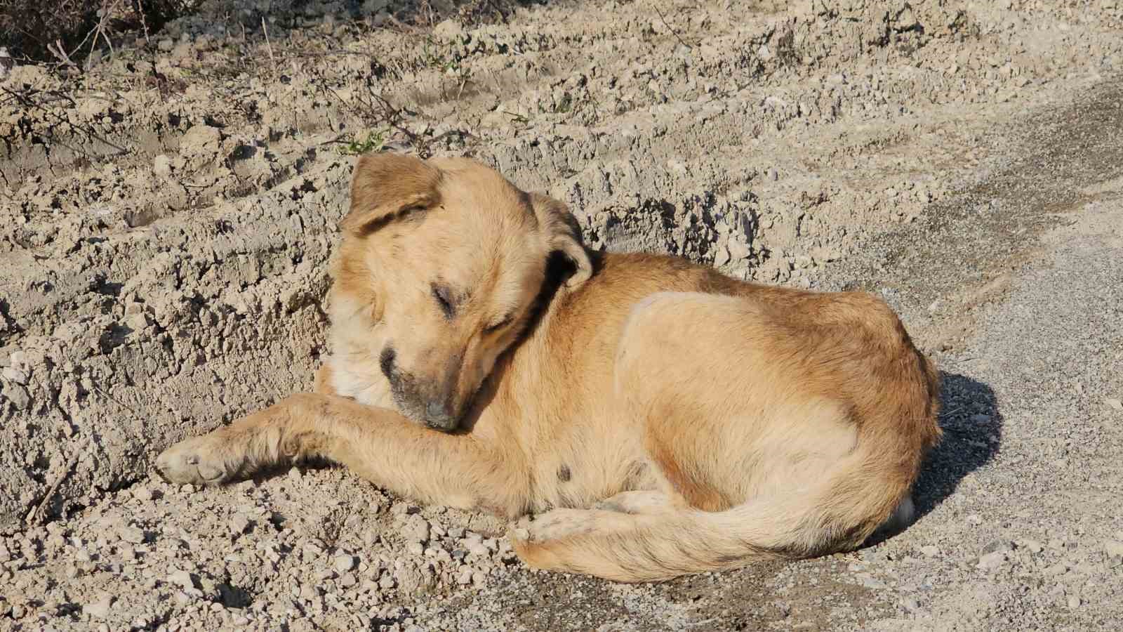 Uyuşturdukları köpekleri ölüme terk eden 3 şüpheli yakalandı: 21 bin 648 lira cezası kesildi
