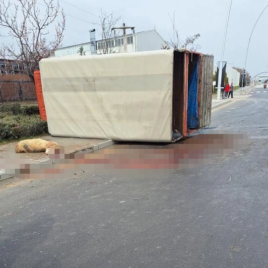 Ankara’da küçükbaş hayvan yüklü kamyon devrildi: 1 yaralı
