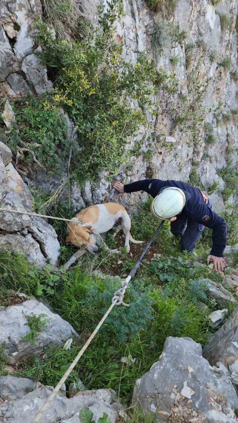 Antakya’da uçurumda mahsur kalan köpek kurtarıldı