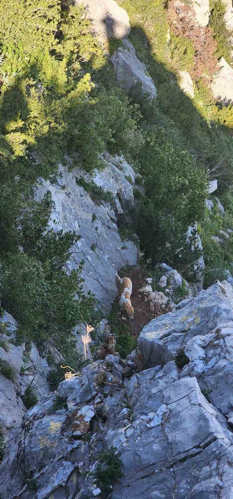 Antakya’da uçurumda mahsur kalan köpek kurtarıldı
