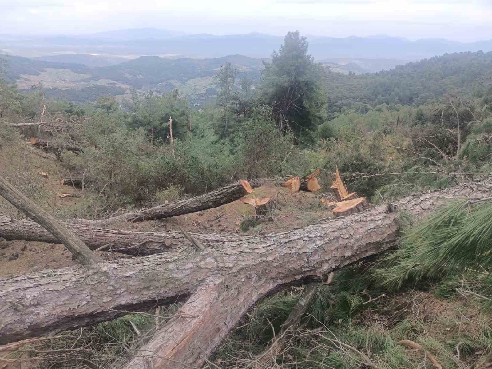 Germencik Habipler Köyü’nde ormanlık alanda kesilen ağaçlarla ilgili soruşturma başlatıldı
