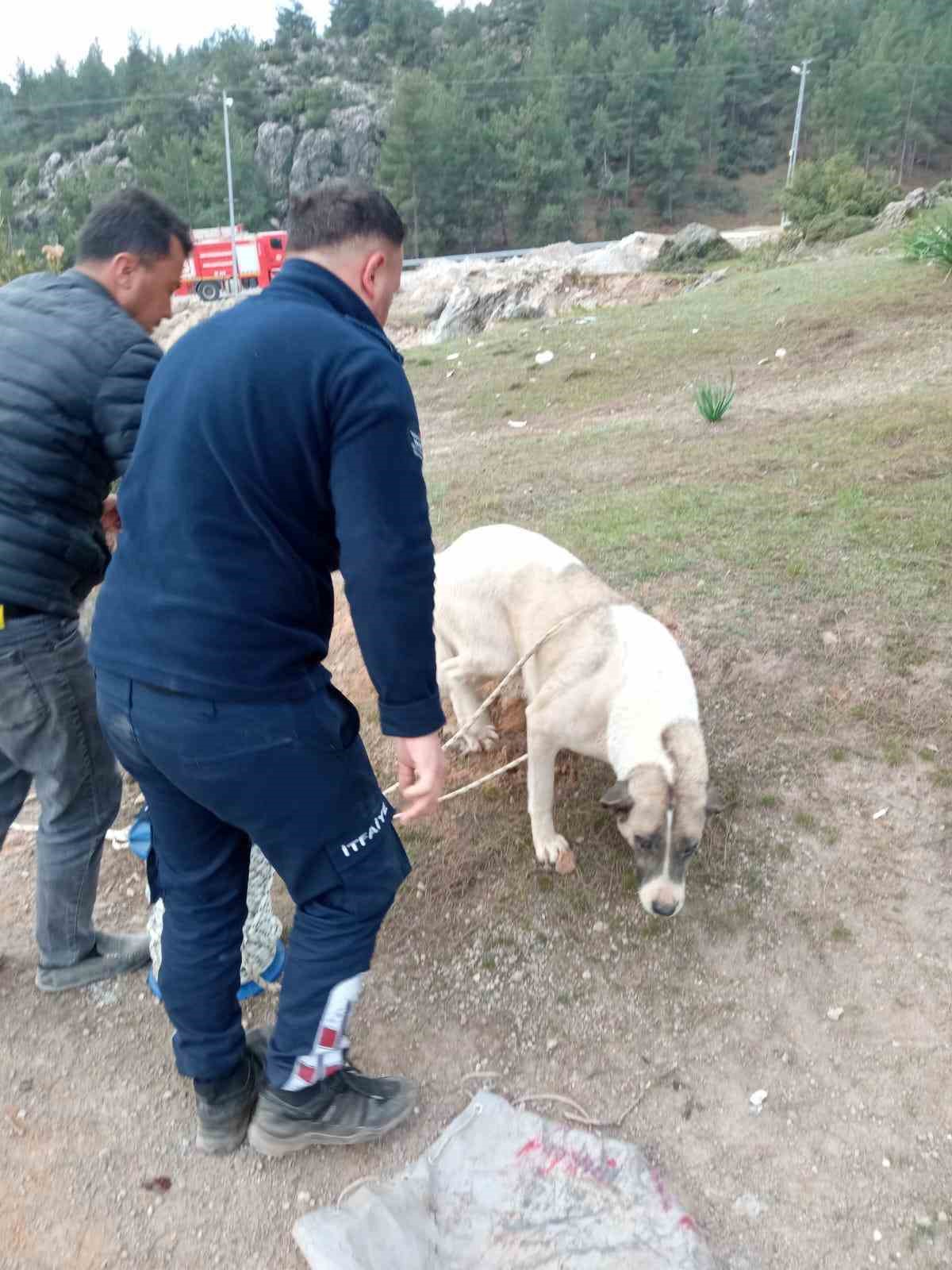 Hassa’da kuyuya düşen köpek kurtarıldı
