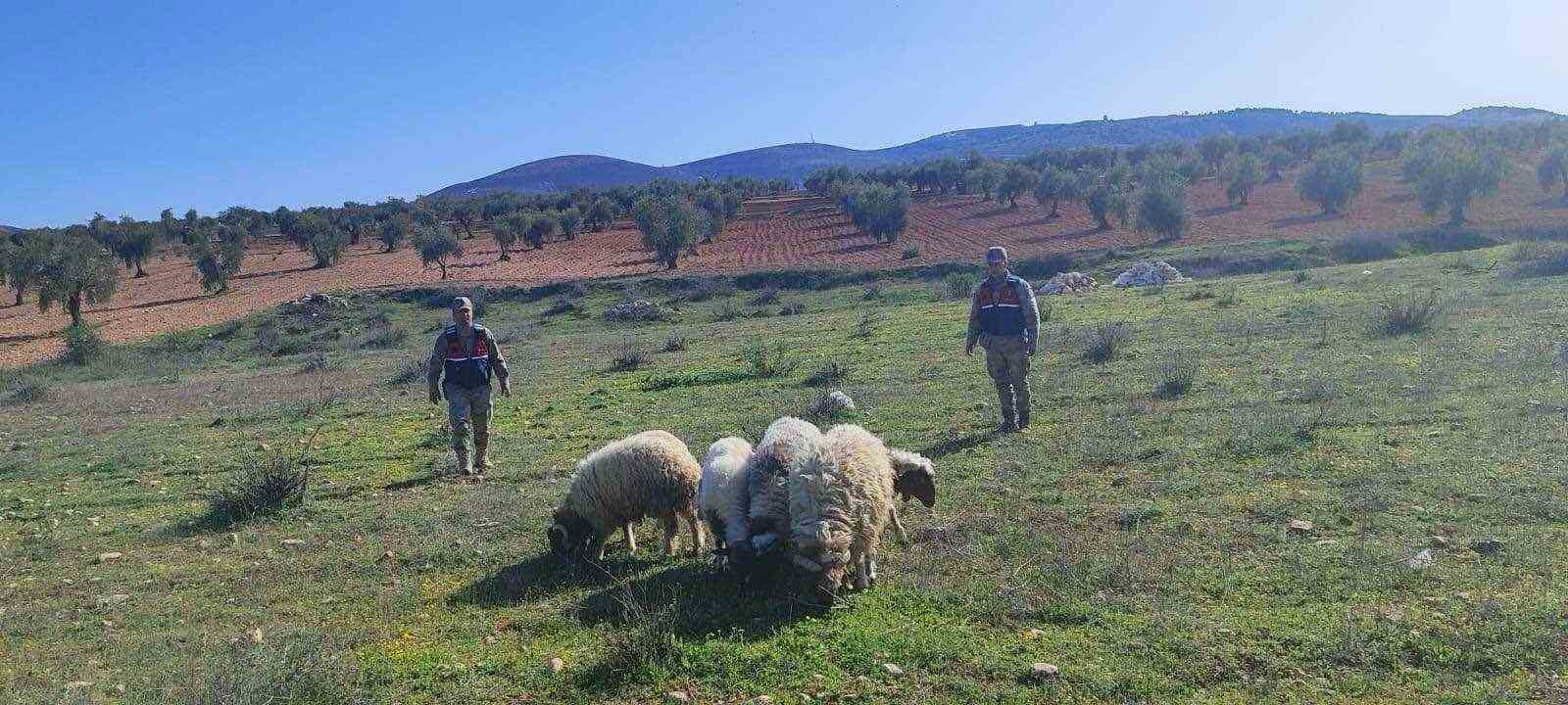 Kaybolan koyunları jandarma buldu
