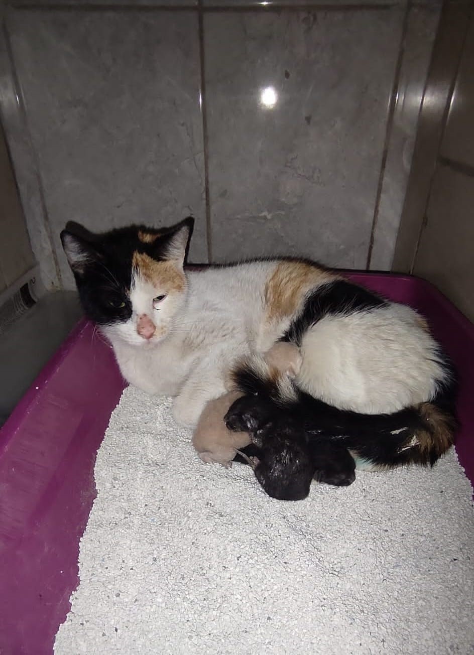 Kedi, İnegöl Devlet Hastanesi’nde doğum yaptı
