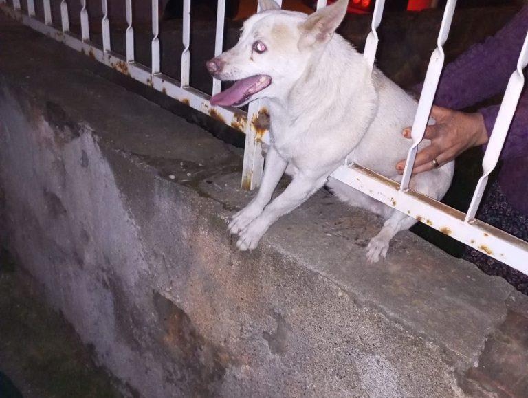 Korkuluk demirine sıkışan köpek kurtarıldı