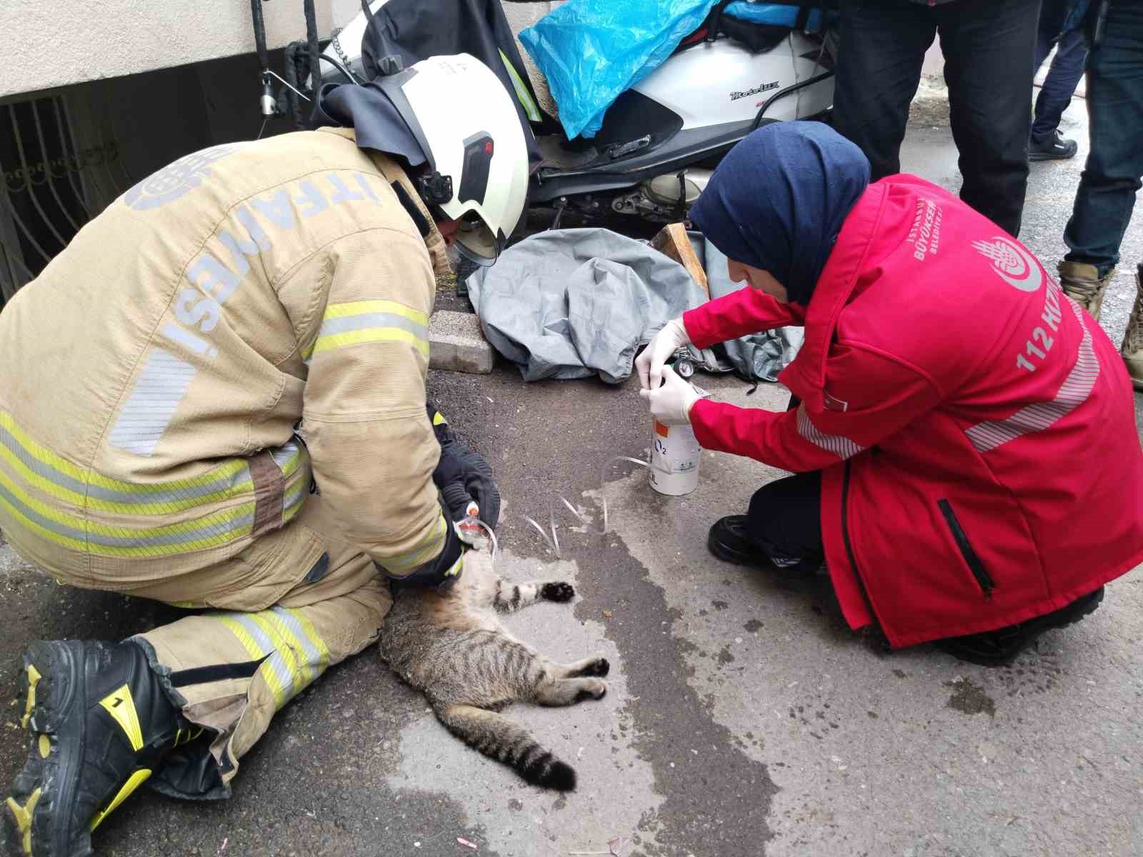 Maltepe’de evde çıkan yangında dumandan etkilenen kedi kalp masajıyla kurtarıldı
