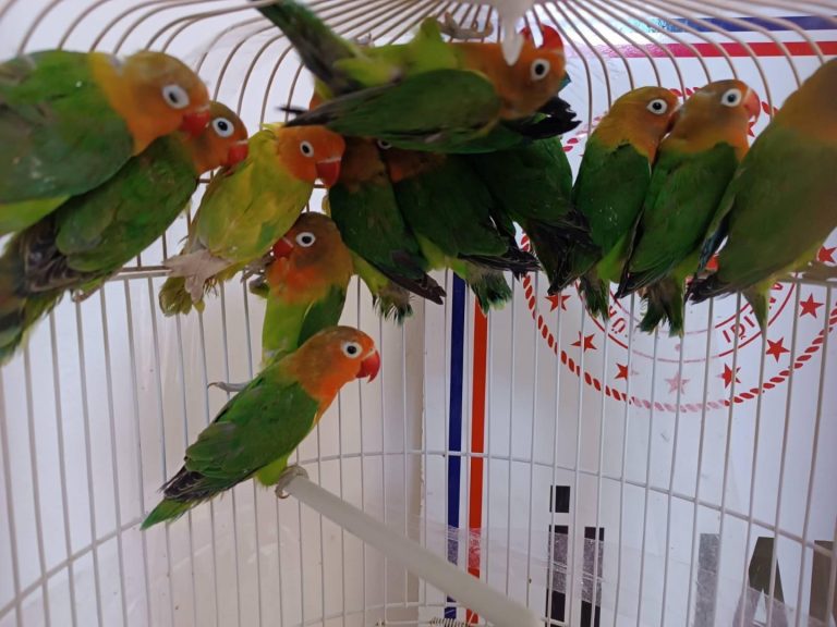 Manisa’da satışı yasak papağan ele geçirildi