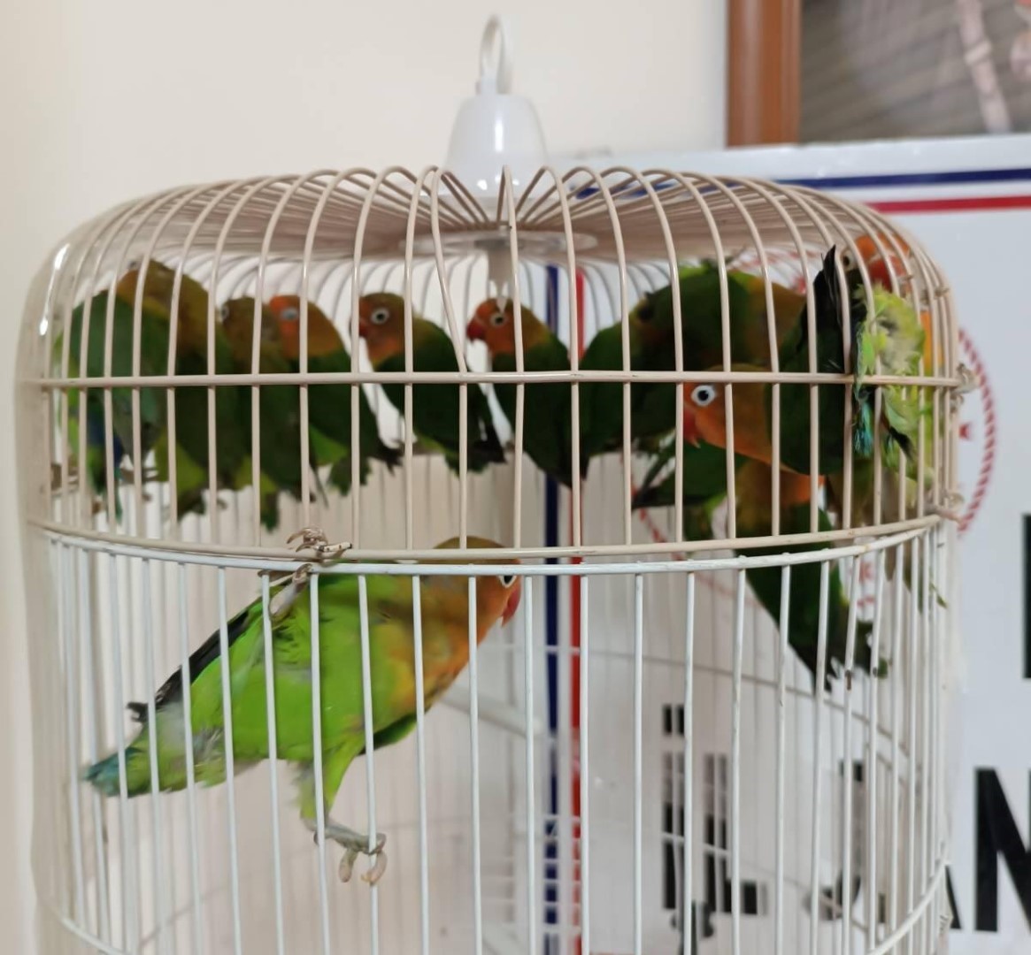 Manisa’da satışı yasak papağan ele geçirildi

