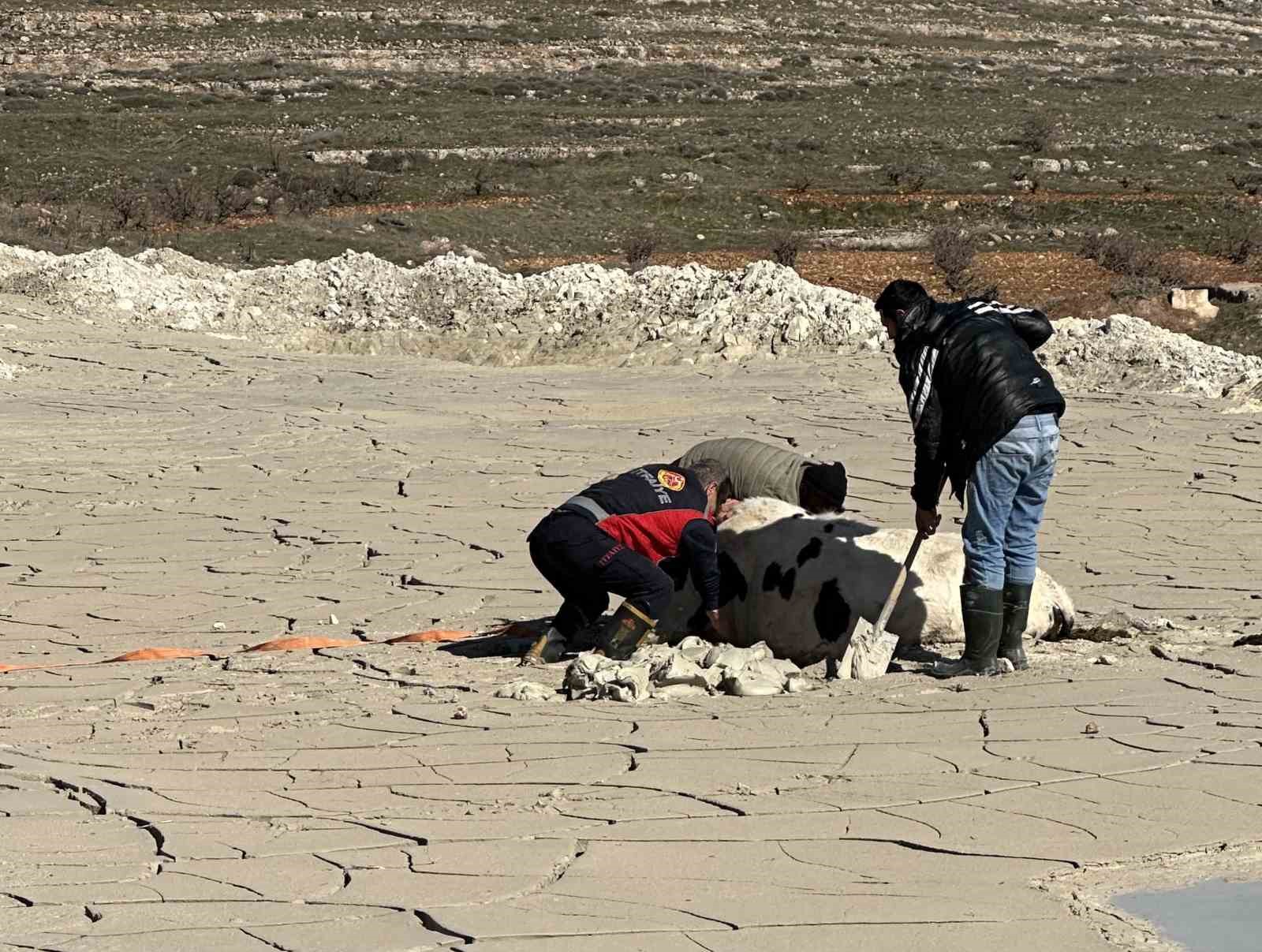 Midyat’ta bataklığa saplanan ineği itfaiye kurtardı