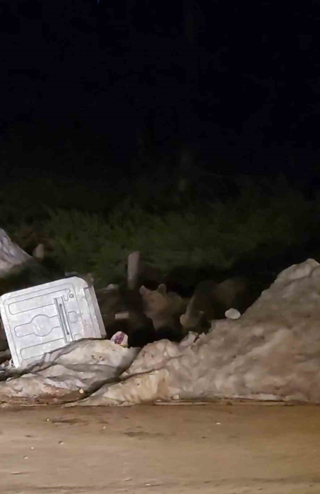 Uludağ’da aç kalan ayılar çöp konteynerlerinde yemek aradı