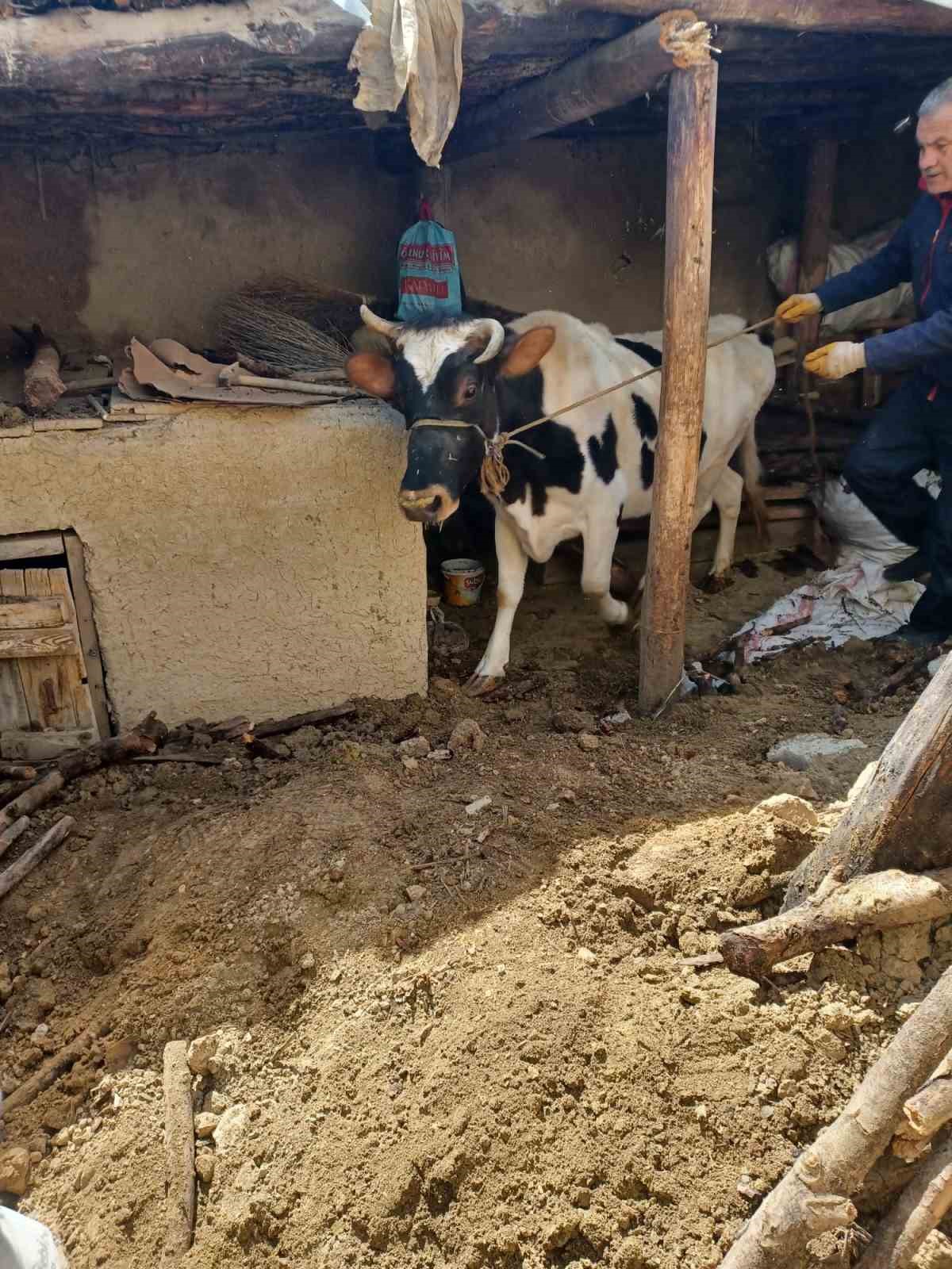 Yıkılan ahırda mahsur kalan inek kurtarıldı
