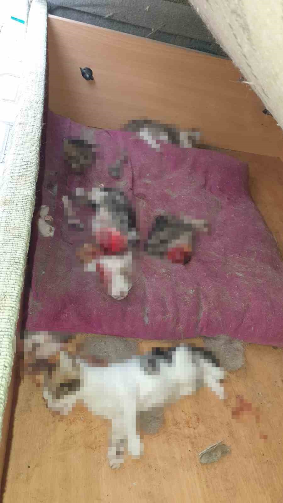 Ankara’da kan donduran olay: Kafası ve patileri koparılmış 6 yavru kedi ölüsü bulundu
