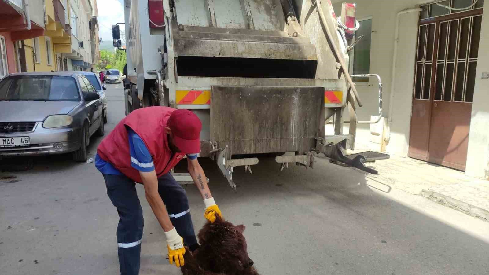 Ayıyı parçalayıp çöpe attılar
