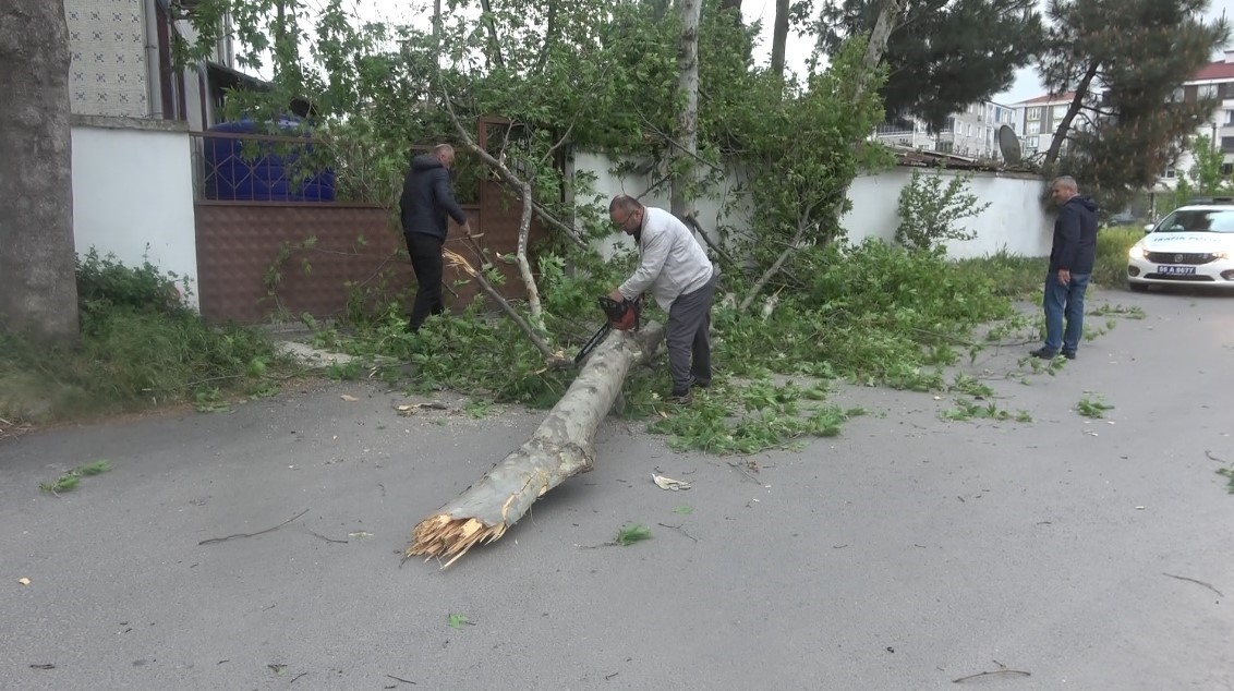 Bafra’da fırtına ağaçları devirdi
