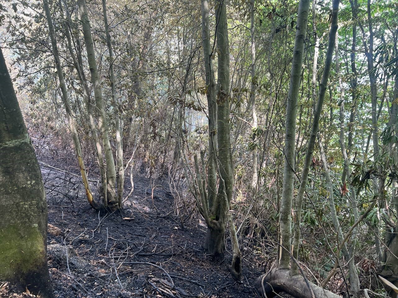 Bahçe temizliği için yakılan ateş, ormanın 5 dönümlük alanında tahribata yol açtı
