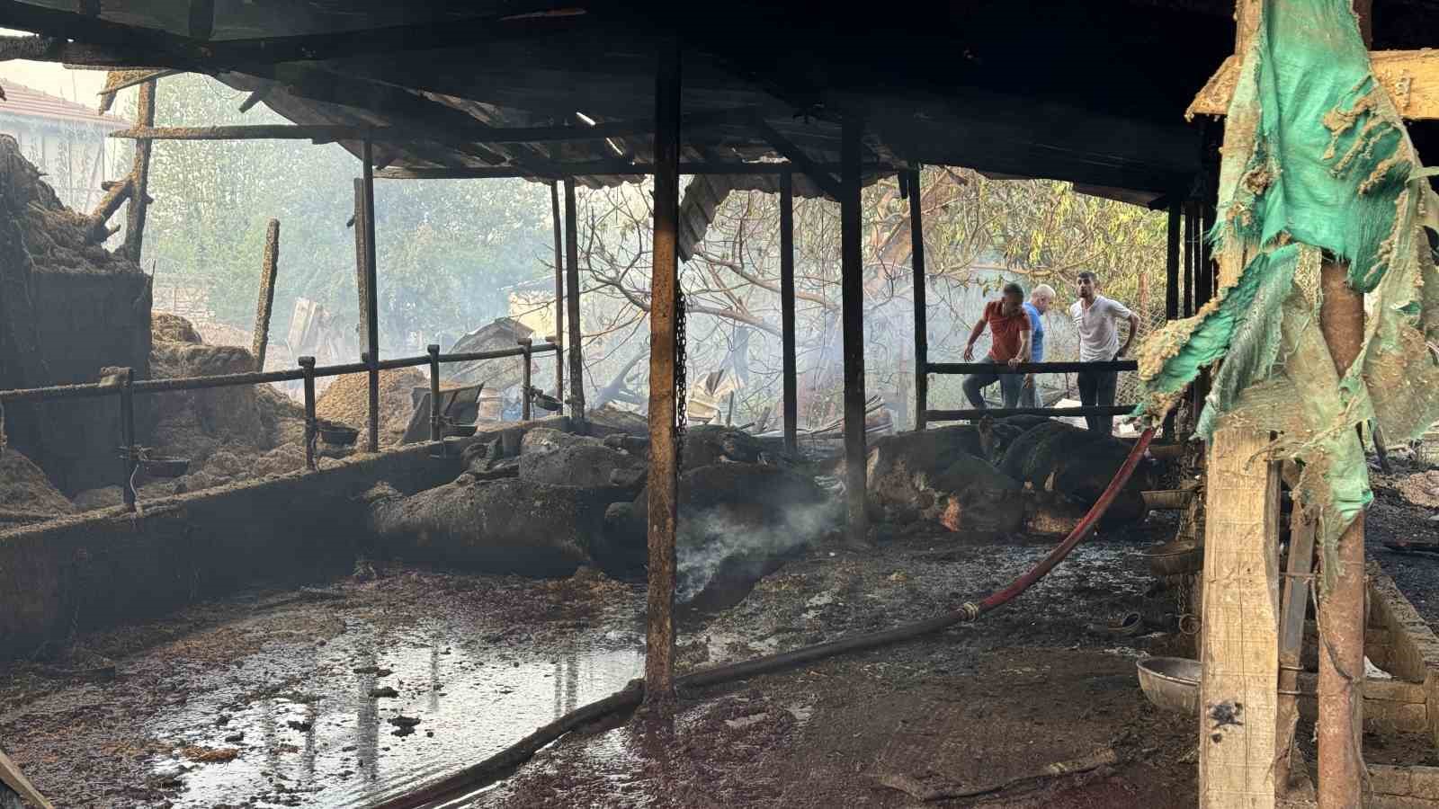 Besi çiftliğinde yangın: Çok sayıda kurbanlık büyükbaş telef oldu, 1 kişi dumandan etkilendi
