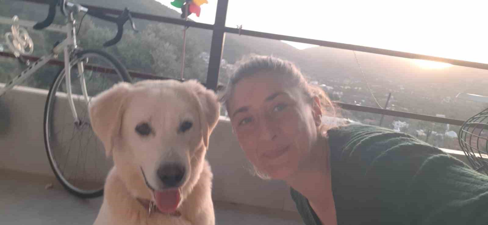 Bodrum’da kedi ve köpek katliamı