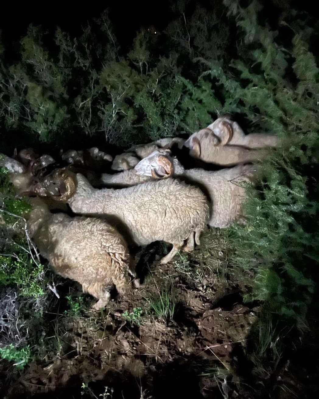 Çalındığı sanılan 15 koyunu jandarma ekipleri buldu
