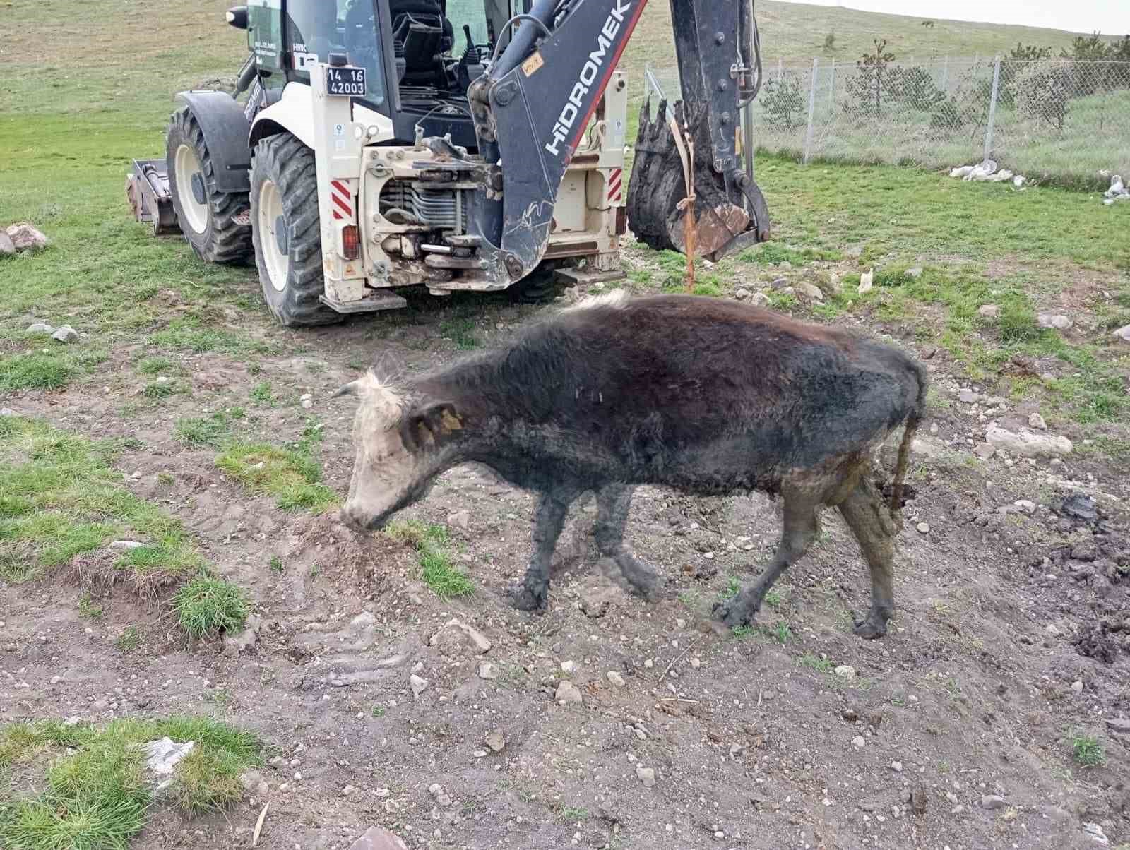 Çamura saplanan inekler kepçeyle kurtarıldı
