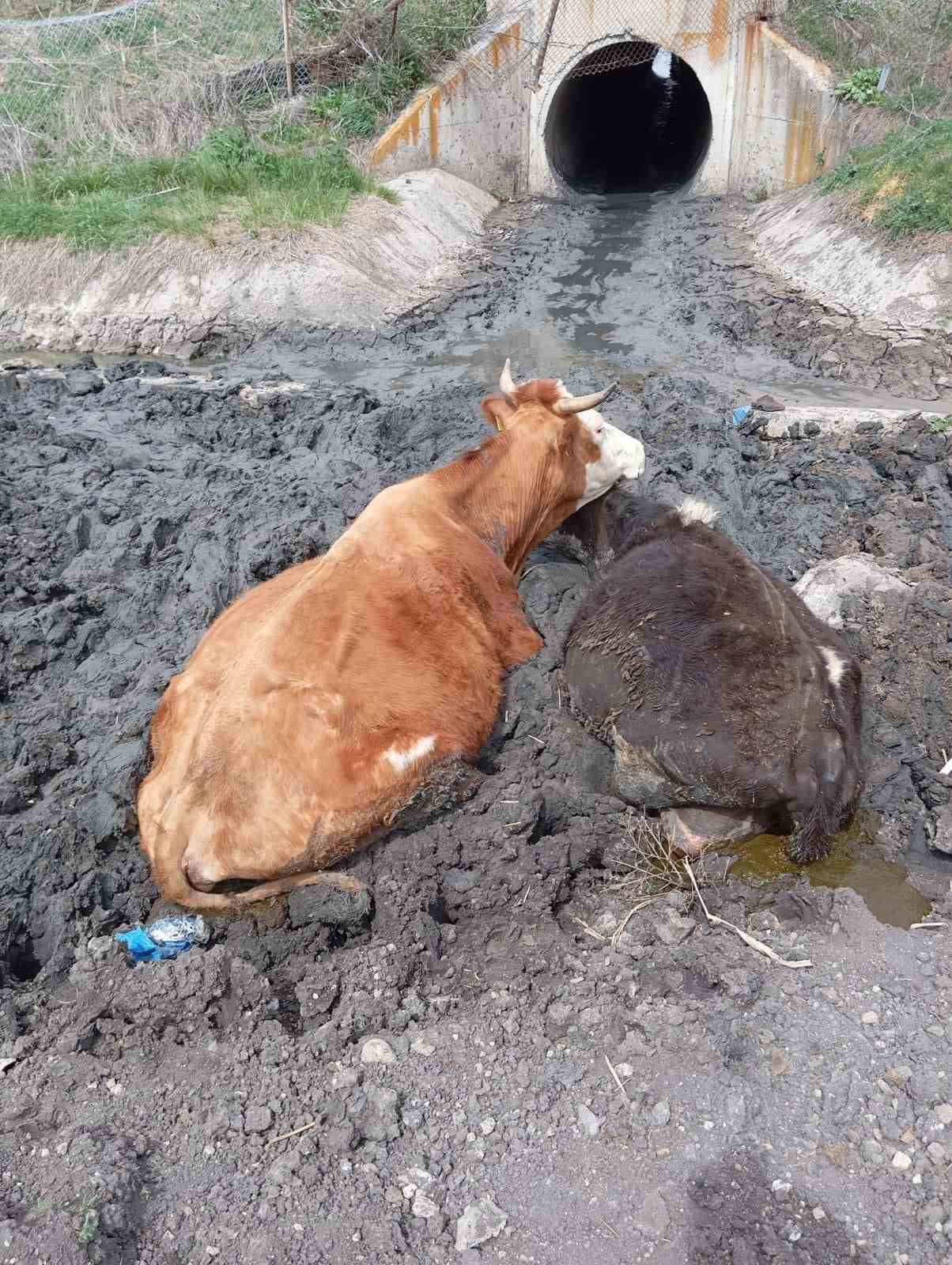 Çamura saplanan inekler kepçeyle kurtarıldı
