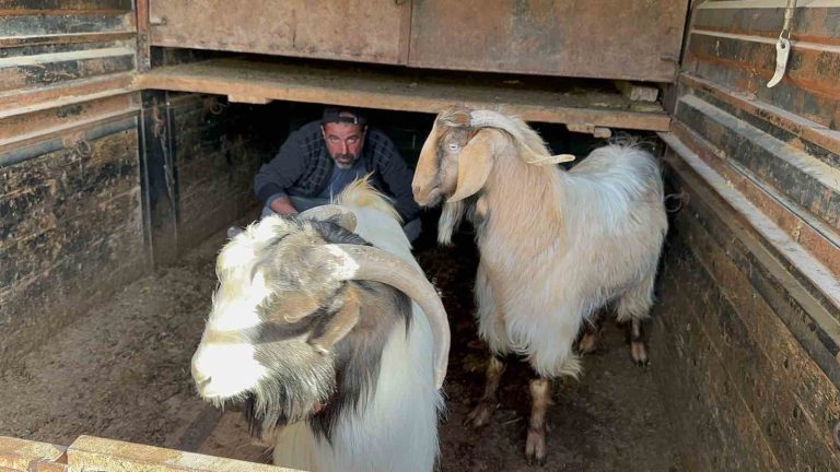 Geçimini hayvancılık yaparak sağlayan adamın çalınan keçilerini jandarma buldu