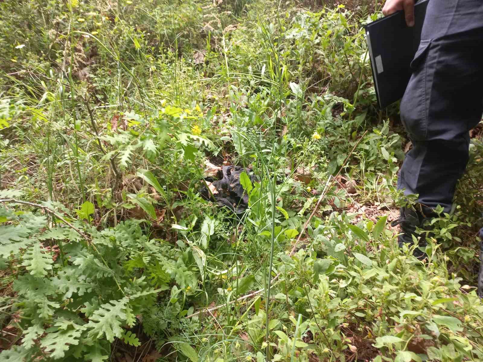 Kadavra köpekleri ormanda Korhan Berzeg’e ait iz arıyor
