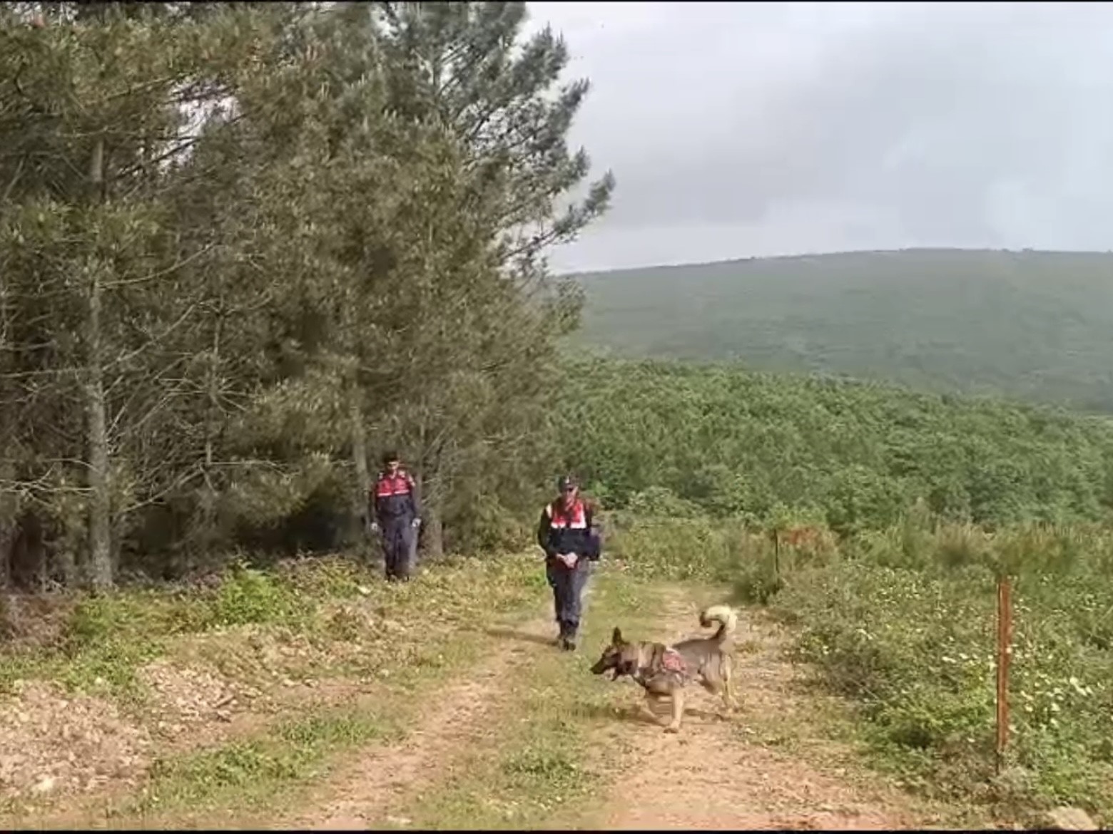 Kadavra köpekleri ormanda Korhan Berzeg’e ait iz arıyor
