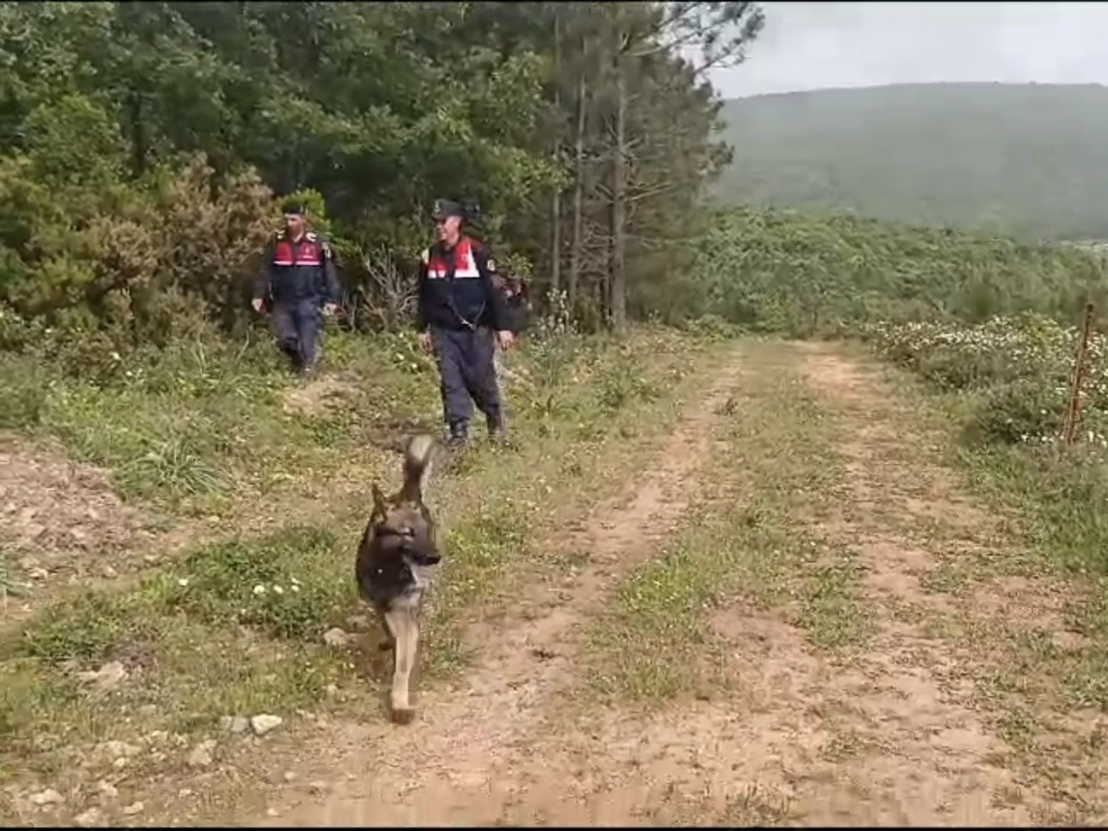 Kadavra köpekleri ormanda Korhan Berzeg’e ait iz arıyor

