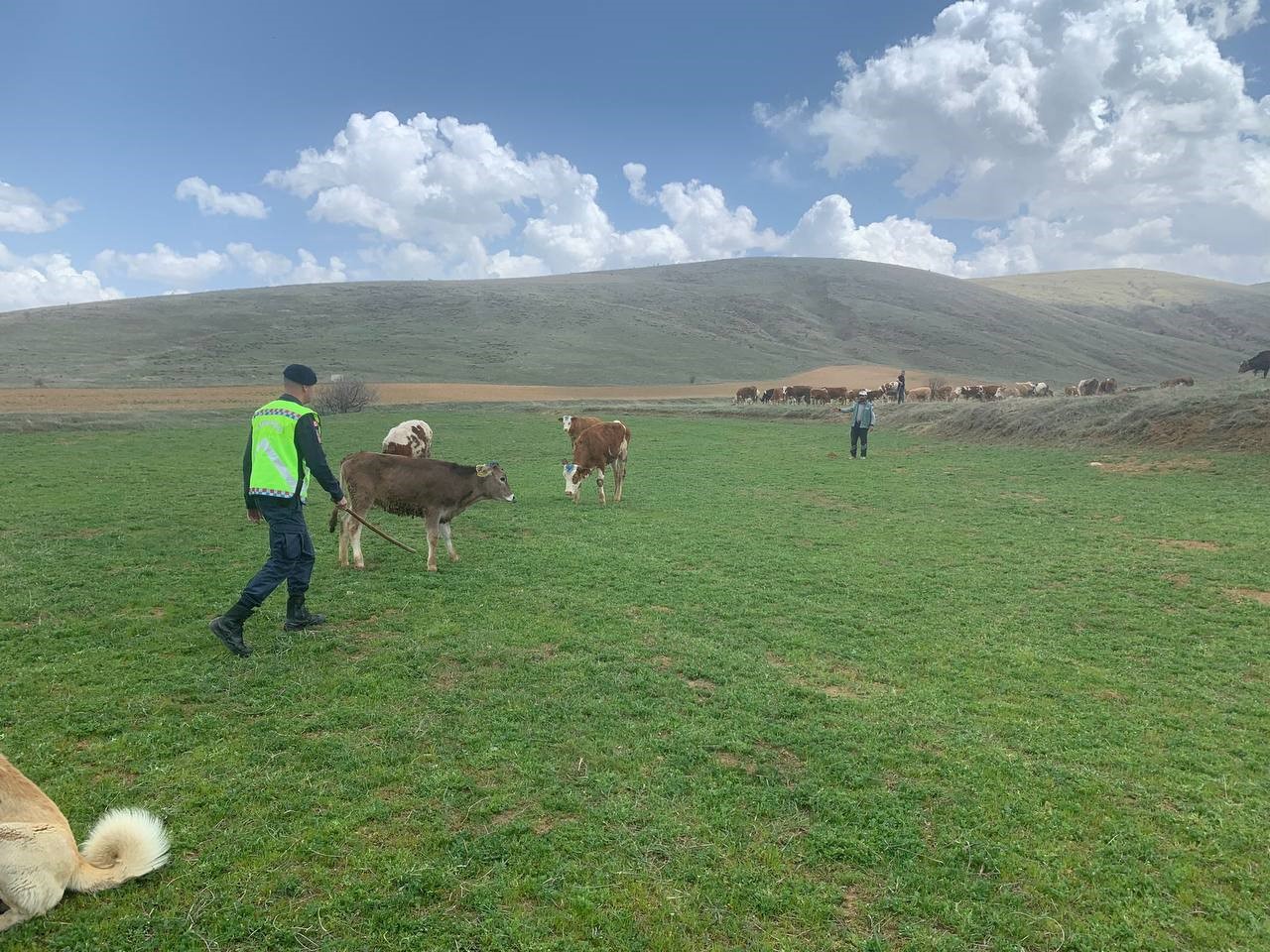 Kayıp büyükbaş hayvanlar drone ile bulundu
