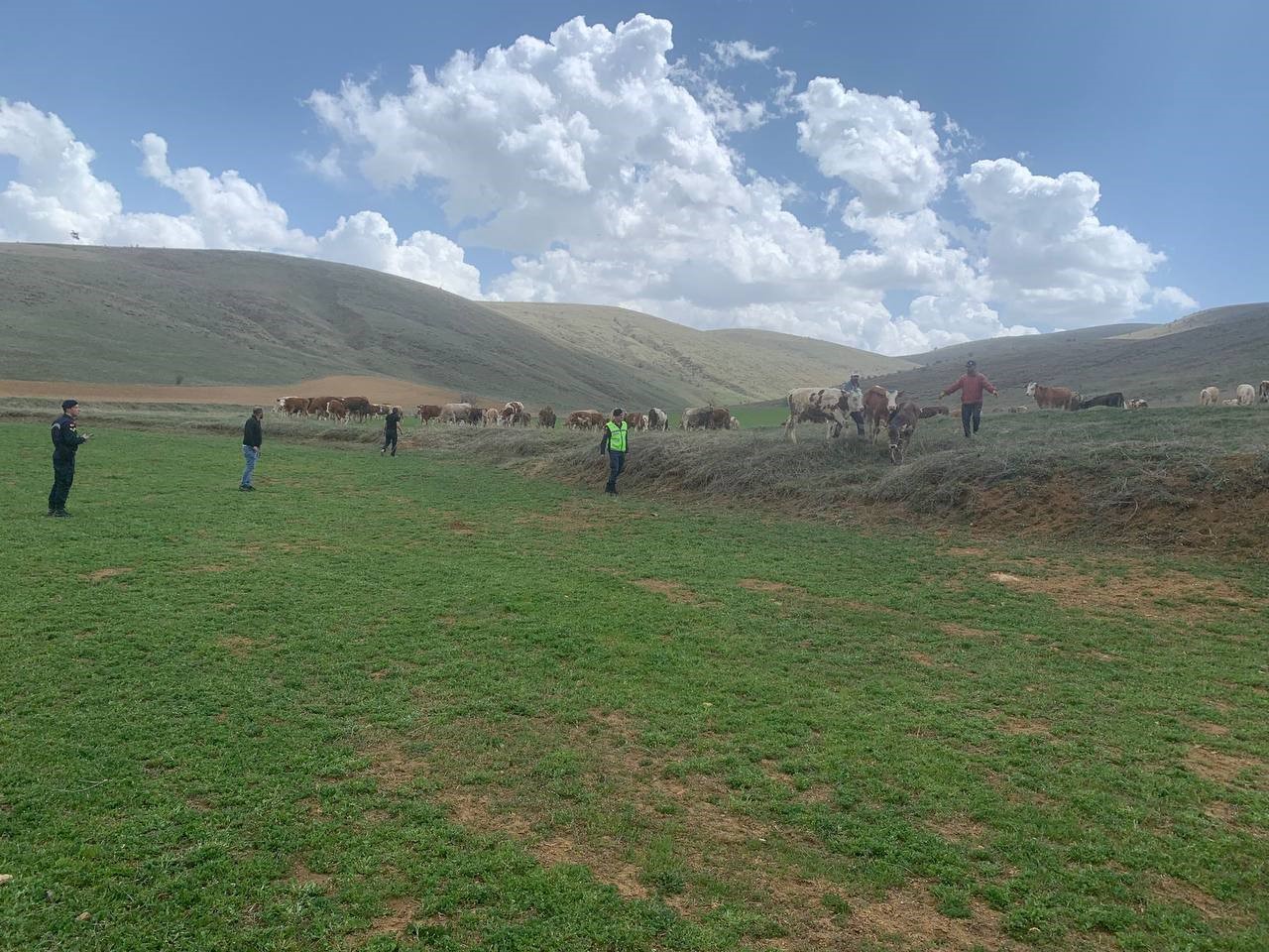 Kayıp büyükbaş hayvanlar drone ile bulundu
