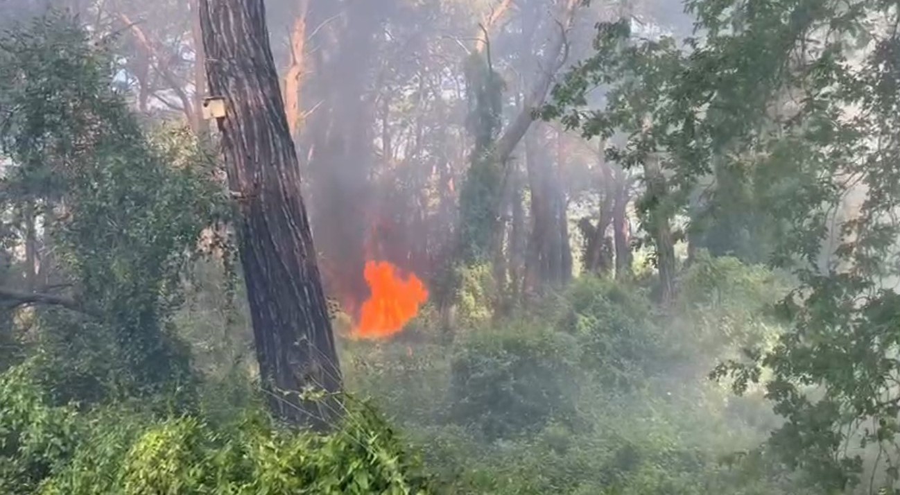 Manavgat’ta çamlık alanda yangın
