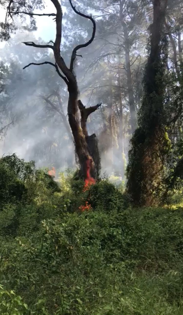 Manavgat’ta çamlık alanda yangın
