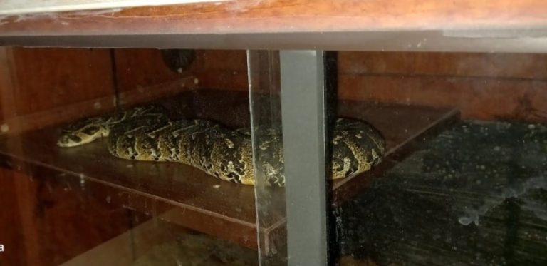 Polisin yakaladığı hayvan kaçakçısı zehirli yılanla intihar etti