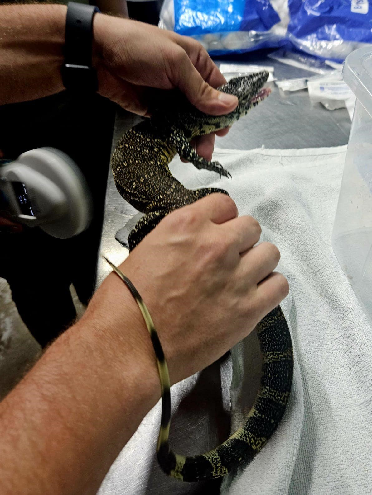 Polisin yakaladığı hayvan kaçakçısı zehirli yılanla intihar etti
