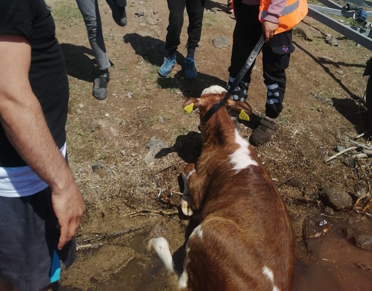 Sahibinin elinden kaçarak baraja düşen dana kurtarıldı