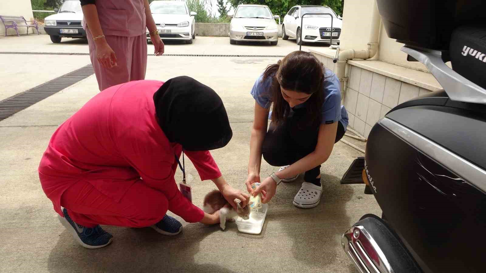 Hastanenin havalandırma boşluğuna düşen yavru kedi itfaiye operasyonuyla kurtarıldı
