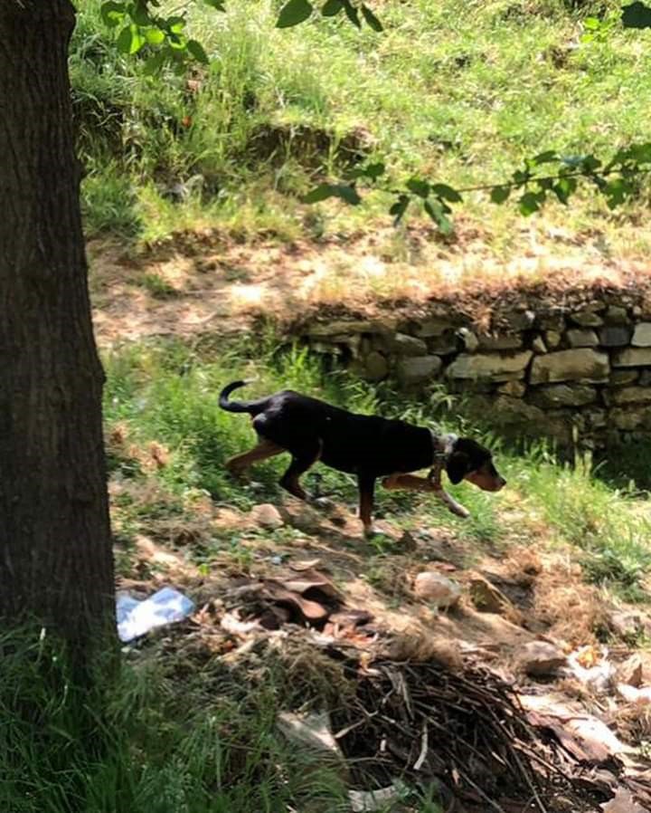 Kuyuya düşen köpeği itfaiye kurtardı
